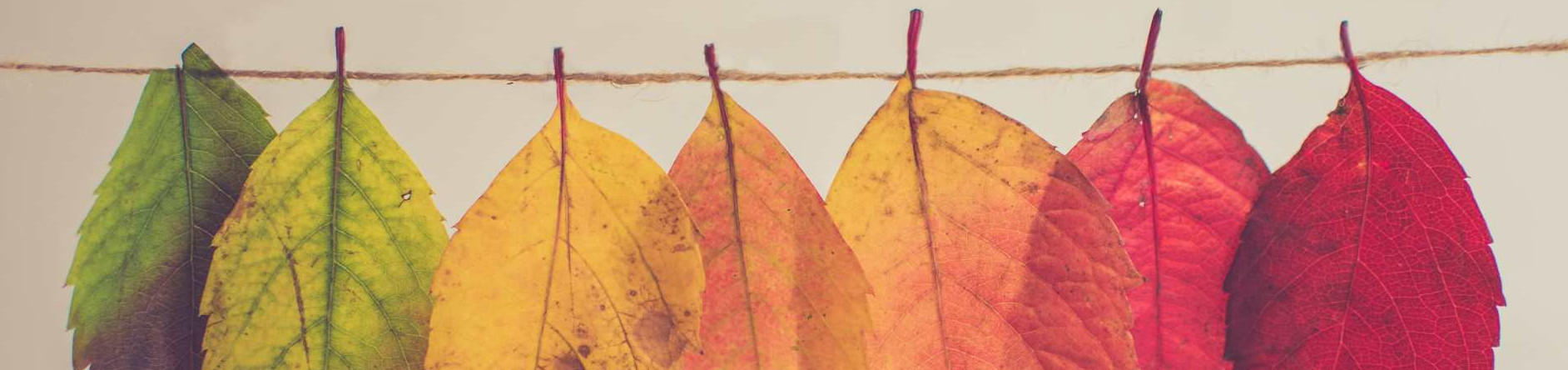 bunte Blätter an einer Leine